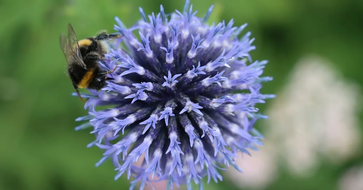 Goldenflügel-Hummel: Laut WPC erster ganzer Zuchtzyklus im Labor