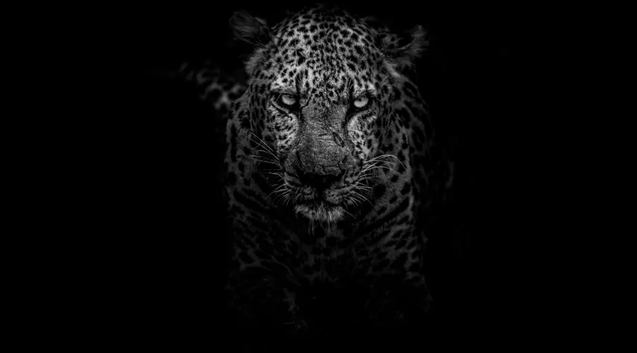 leopard