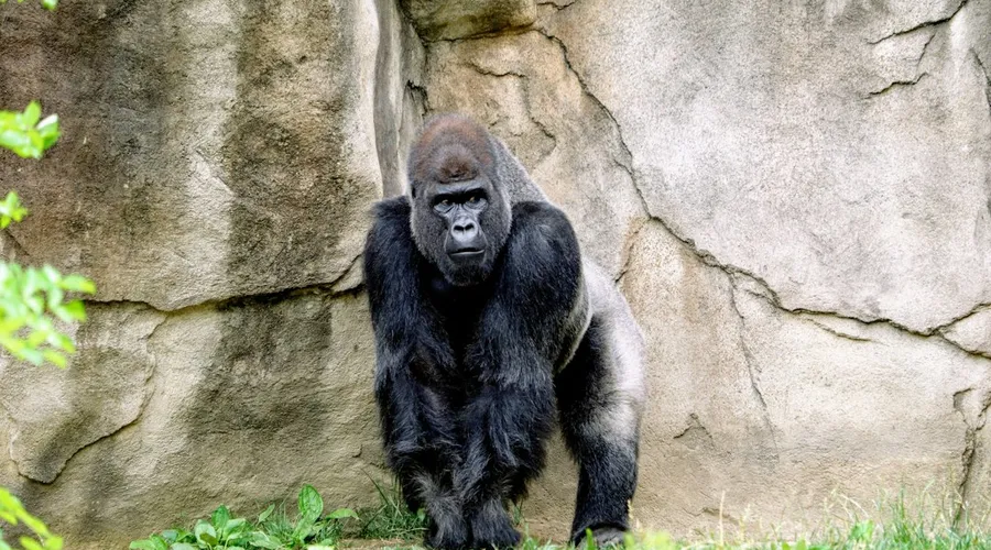 gorillas