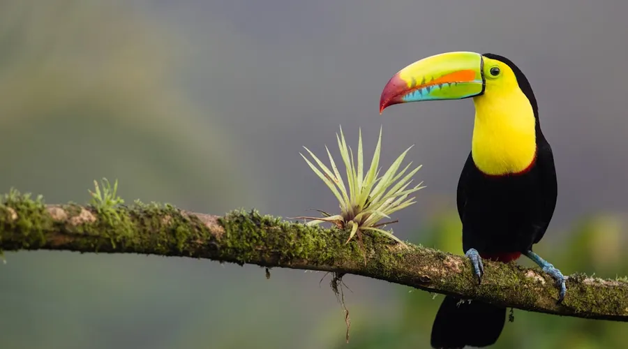 costa rica