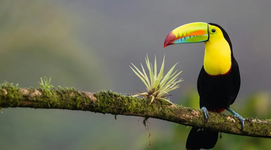 costa rica