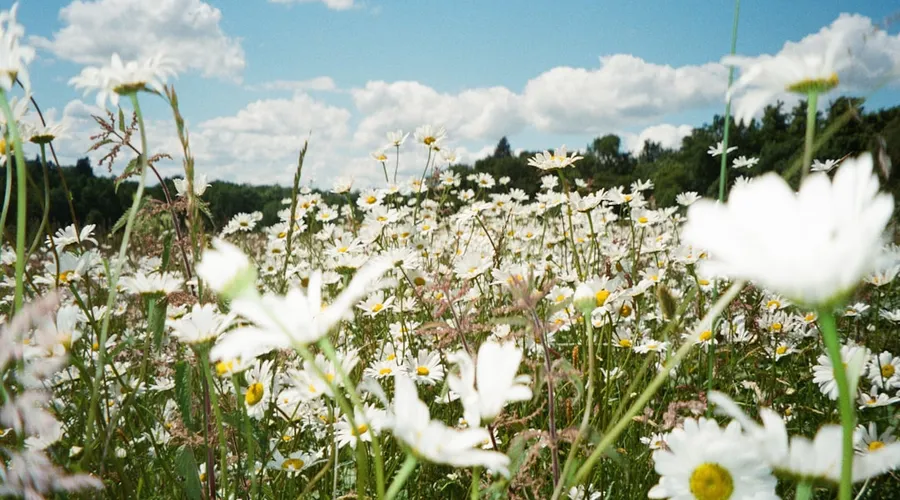 rewilding
