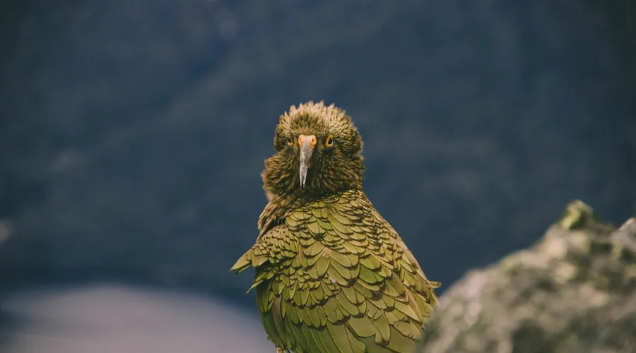 kakapo