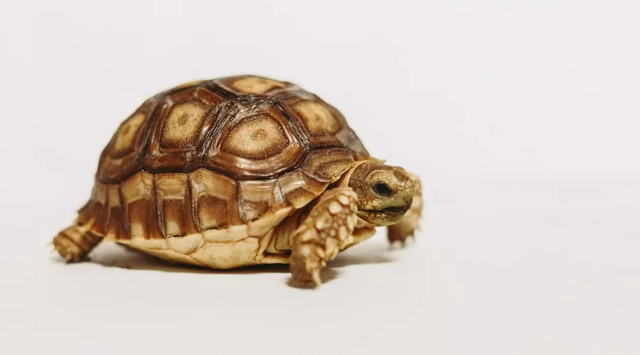 schildkröten