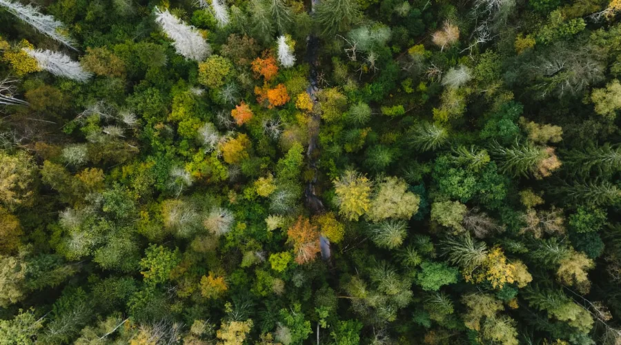 nature