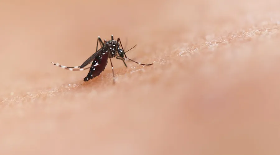 malaria
