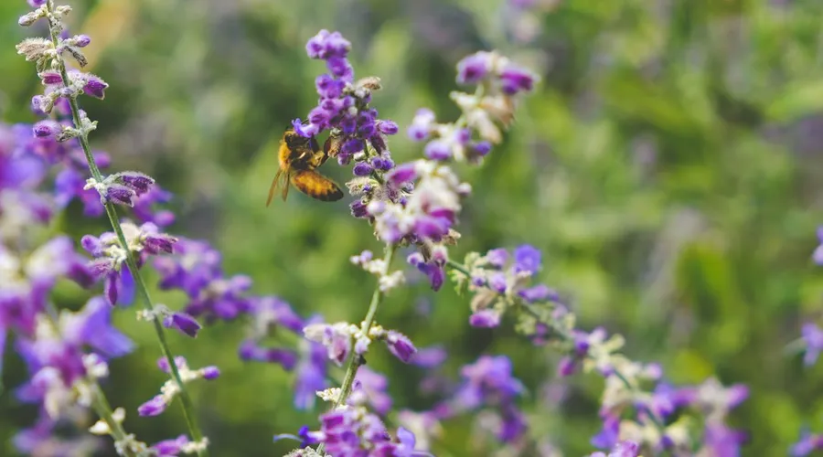 biodiversität