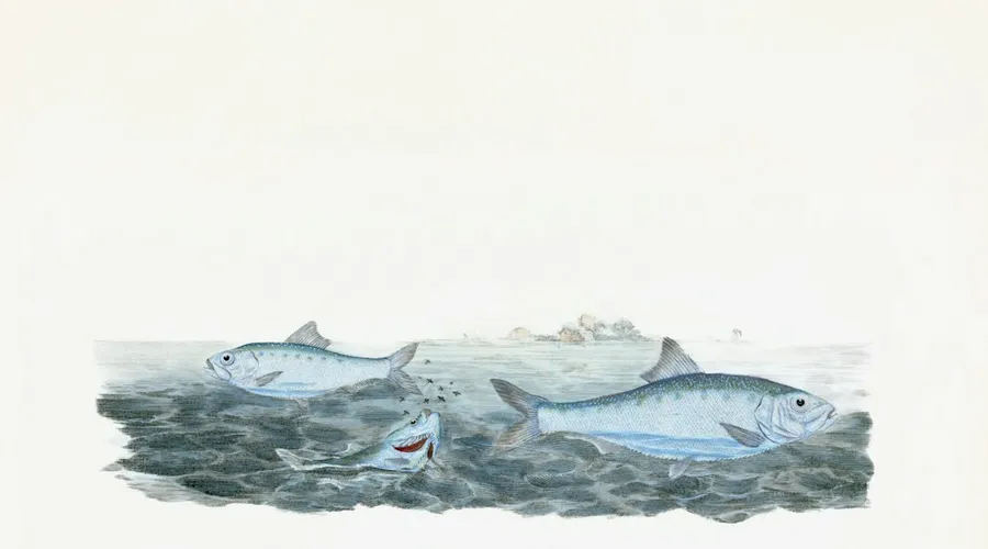 alewife