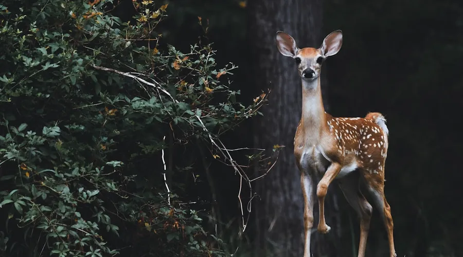 wildtiere