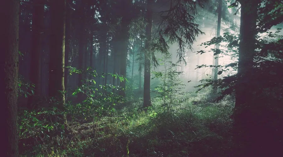 forest