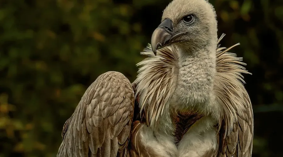 gänsegeier