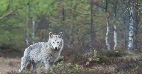 21,500 Wolves in Europe: How the Once-Extirpated Predator Returned