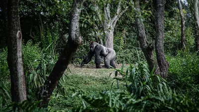 Ausgewilderte Gorillamutter Lulingu bekommt Jungtier