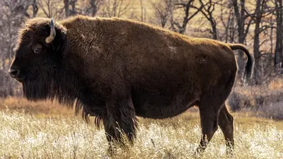 Rosebud Sioux: Größte indigene Bisonherde der Welt