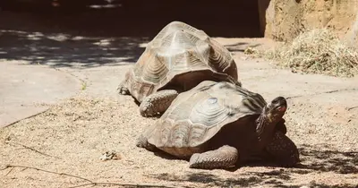 Giant Tortoises Return to Galápagos Island After 175 Years