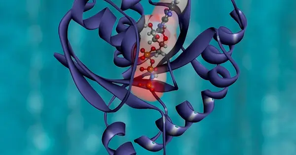 New Cell Therapy Prevents Leukaemia Relapse After Stem Cell Transplant