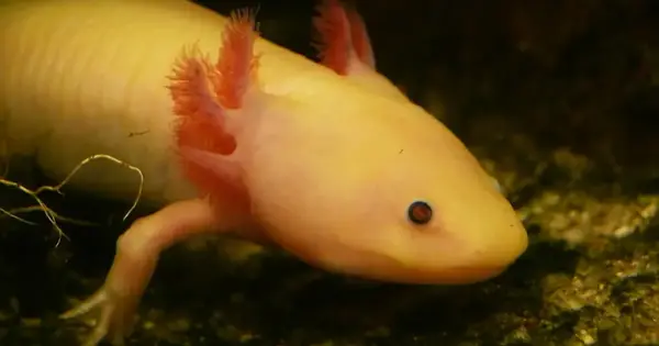 Why Axolotls Regrow Limbs and Mammals Do Not: A Single Oxygen Sensor Explains It
