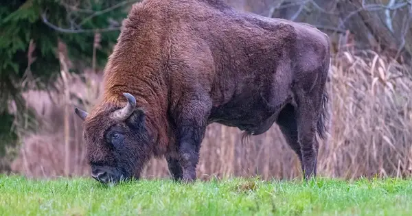 European Bison Return: Nearly 10,000 Now Roam the Continent