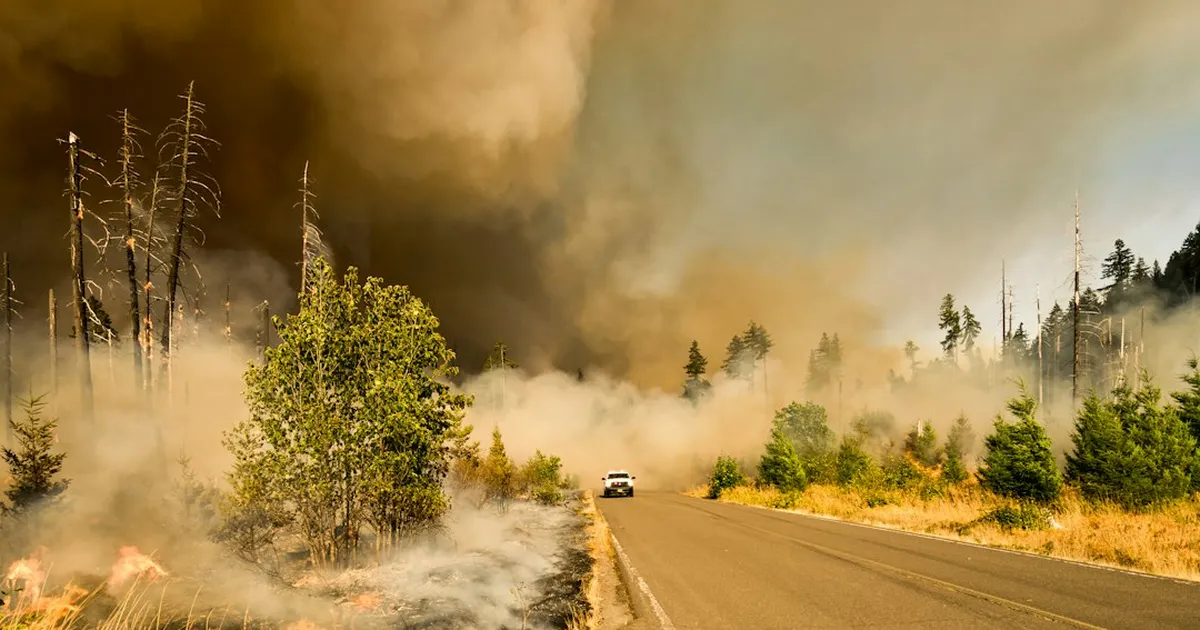 Waldbrand bei Plauen gelöscht, Ursache zunächst unklar
