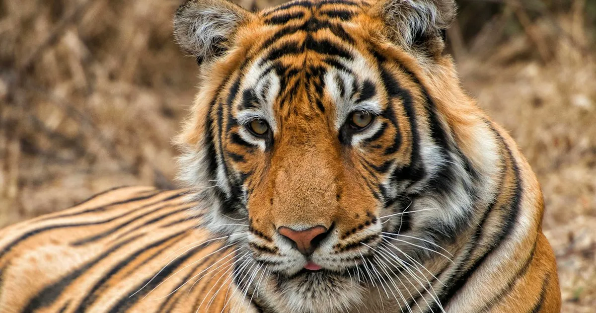 WWF Report: Tigers and Green Sea Turtles Recover